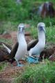 blue footed booby walk
