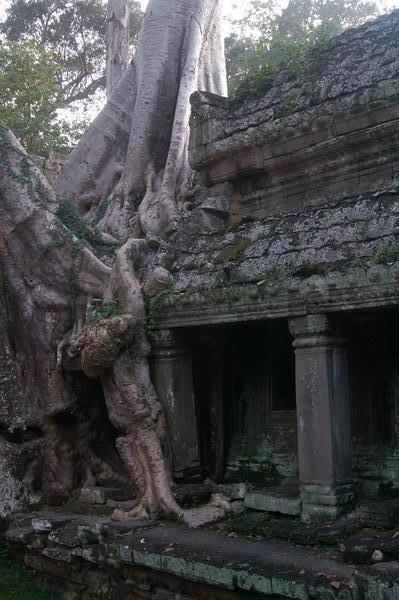 Angkor overgrown