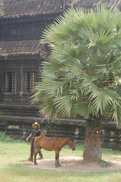 Cambodian Cowboy