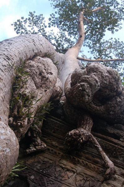 Angkor roots