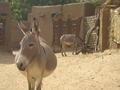 Donkeys posing