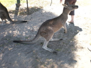 Phillip Island trip: Fauna Park