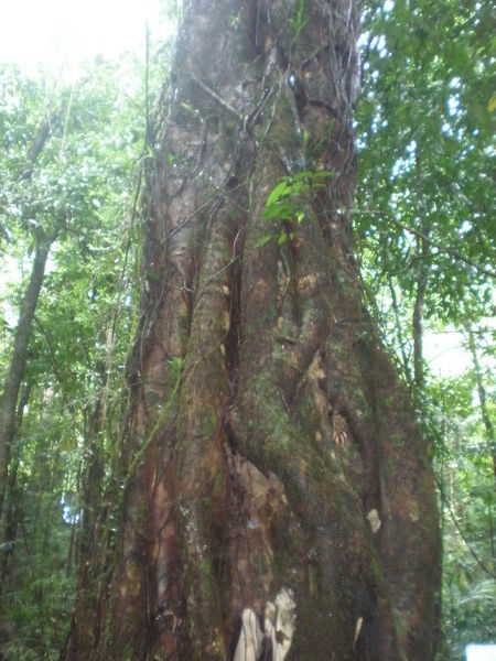 Cairns- rainforest walk