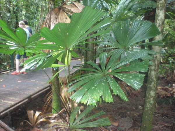 Cairns- rainforest walk take 2