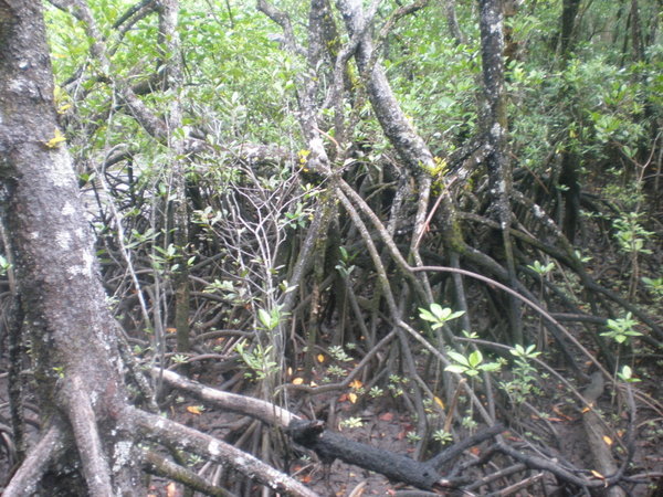 Cairns- rainforest walk take 2