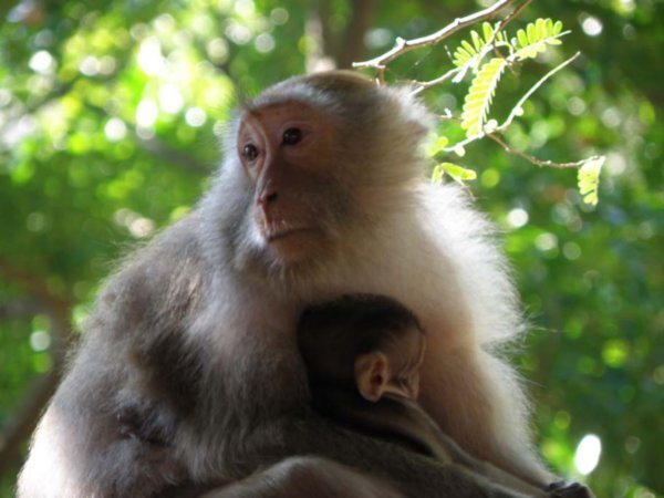More monkeys on Railay