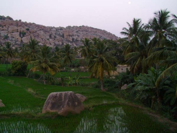 Rice paddies and boulders