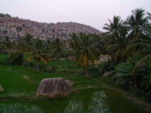 Rice paddies and boulders