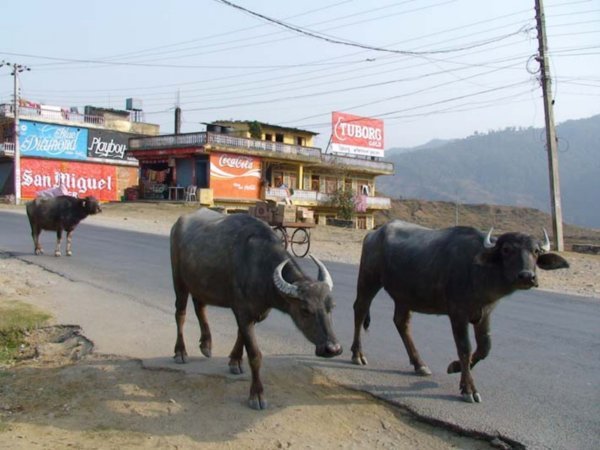 Pokhara traffic