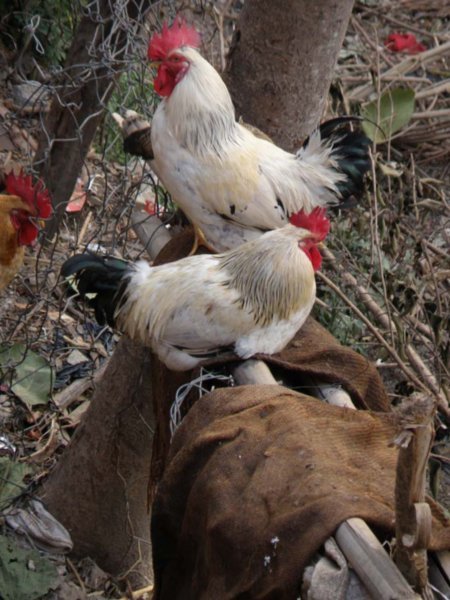 Chickens in the mountain