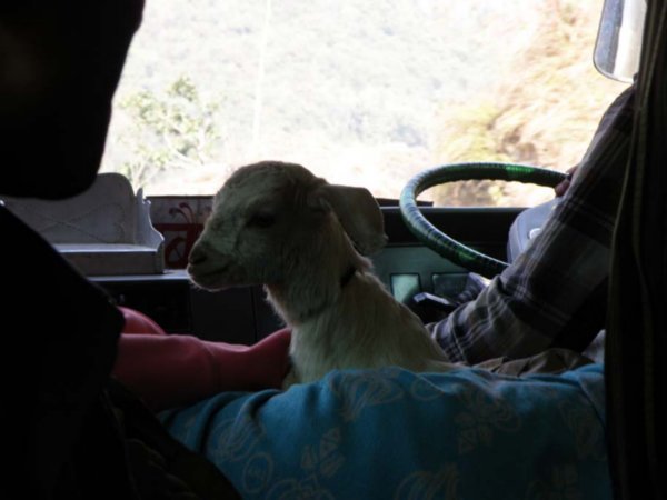 A fluffy passanger on the way to Pokhara