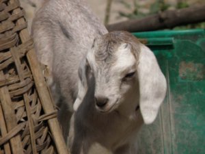 Cute little goat