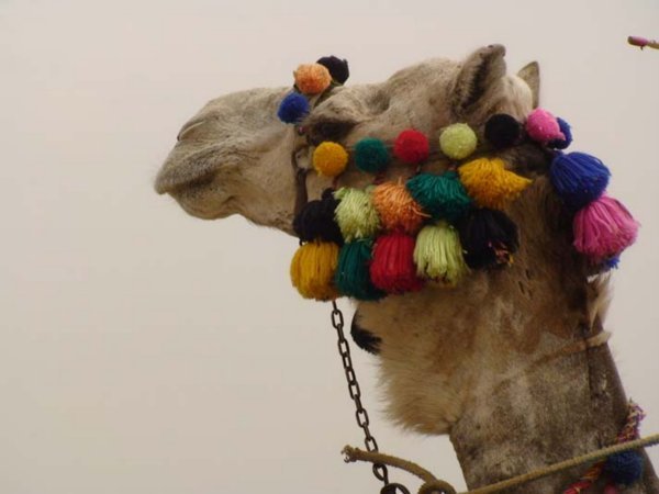 Dressed up Camel 