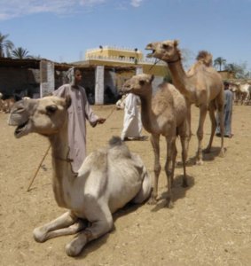 Camel, and camelittle