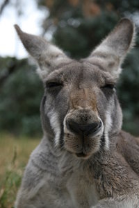 Kangaroo close up!