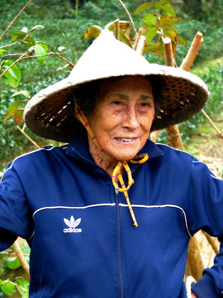 Tea Field Worker