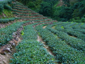 Green Tea Terraces