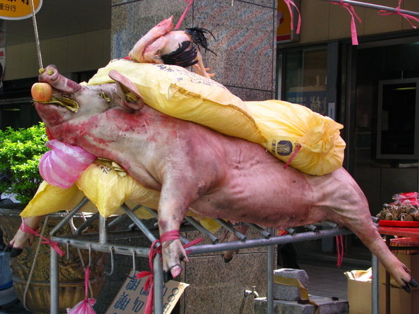 Stuffed Hog for Aborginal Harvest Festival