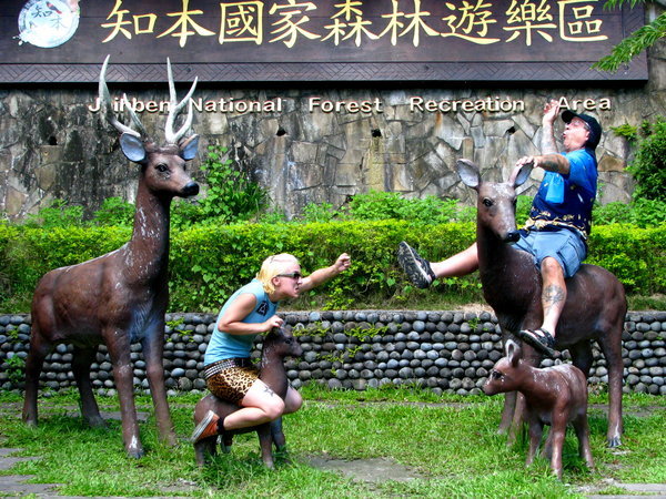 We encountered some wild Taiwanese deer