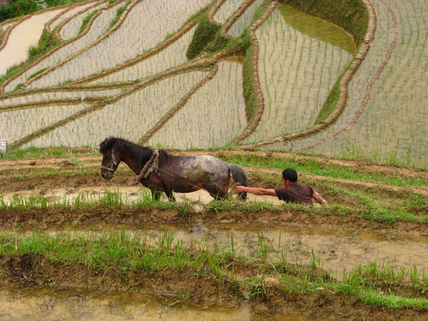 Horse Plow, Dazhai