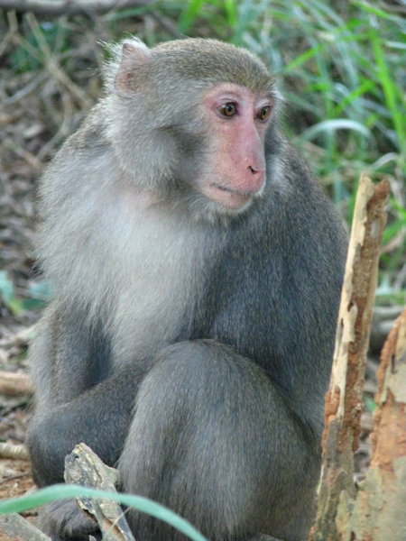 Macaque, Chai Shan Nature Reserve, Kaohsiung