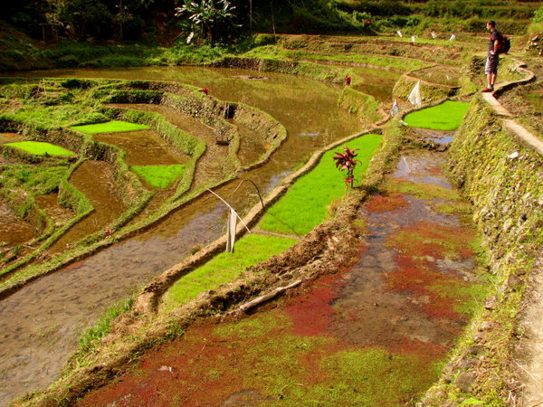 Banaue Region Rice Terraces