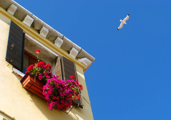 Soaring Bird over Venice