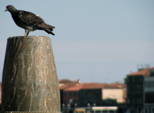 Pigeon, Venice