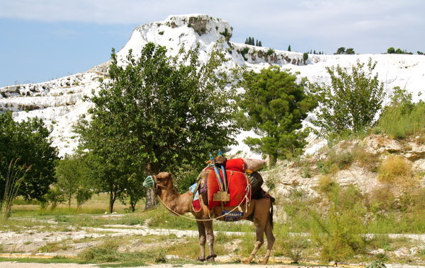Camel waiting for tourists, Pamukkale