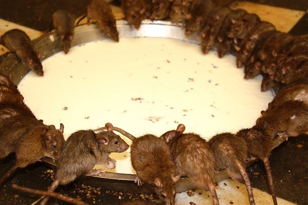 Rat Feeding Time