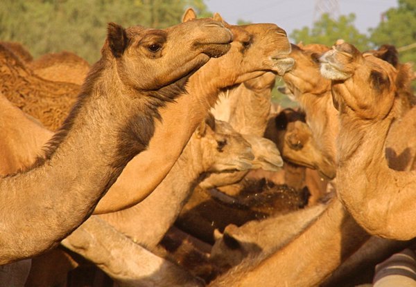 Camel Farm, Bikaner