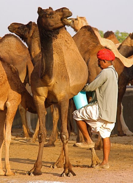 Yes, this man is milking a camel