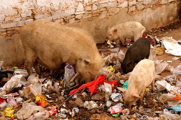 Pigs eating garbage