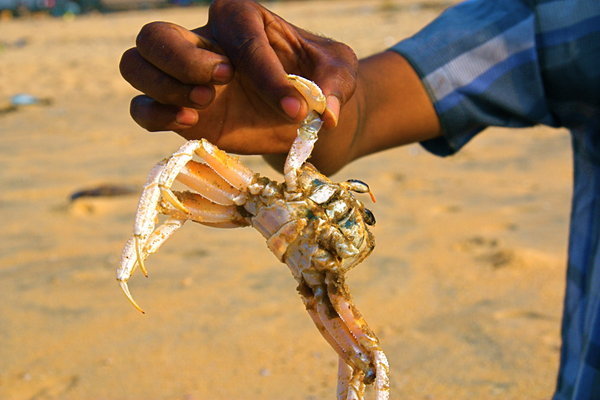 Crab, Kollam Beach, Kerala
