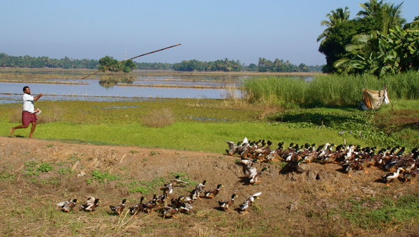 Herding Ducks, Kerala Backwaters