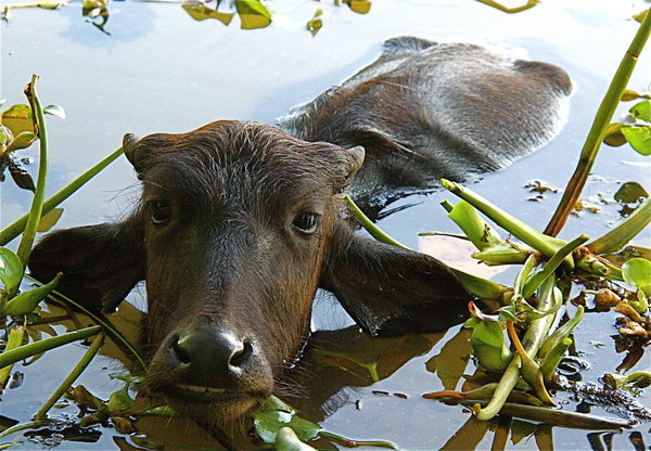 Cow chilling in the backwaters, Kerala