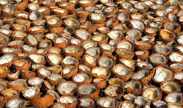 Coconuts out to dry, Kerala