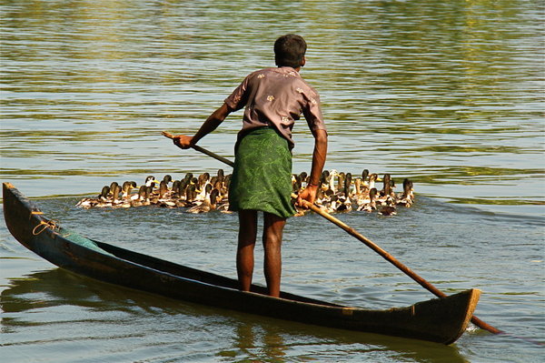 Herding Ducks, Kerala Backwaters