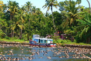 Ducks, Kerala Backwaters