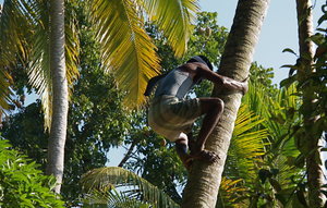 Climbing to pick coconuts