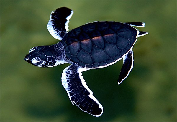 Baby Turtle, Kosgoda Turtle Hatchery