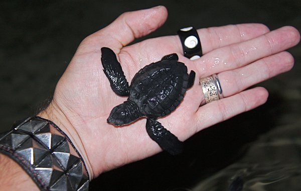 Baby Turtle in my Hand, Kosgoda Turtle Hatchery
