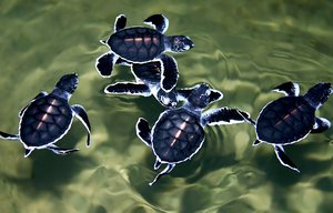 Baby Turtles, Kosgoda Turtle Hatchery