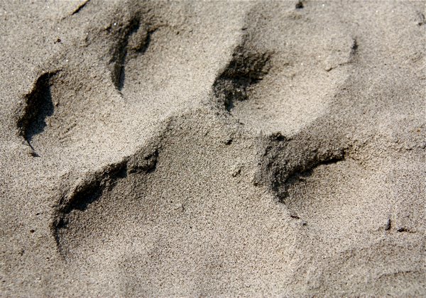 Tiger Paw Print in the Sand, Sundarbans National Park