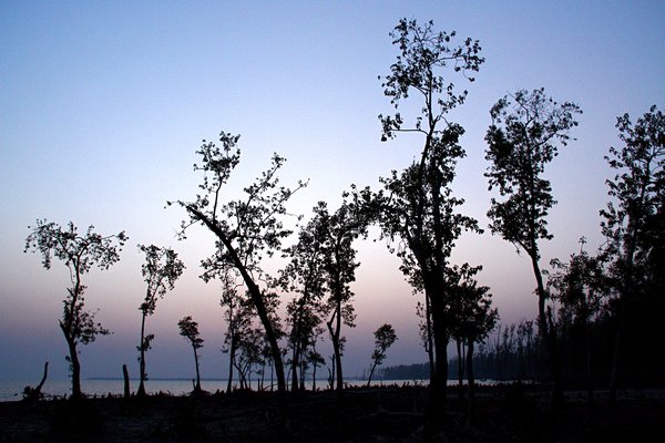 Sundarbans National Park at Sunset