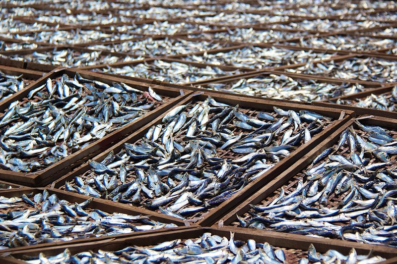 Fish out to Dry