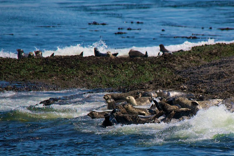 Seals, Galiano Island
