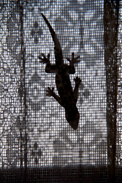 Gecko on the window