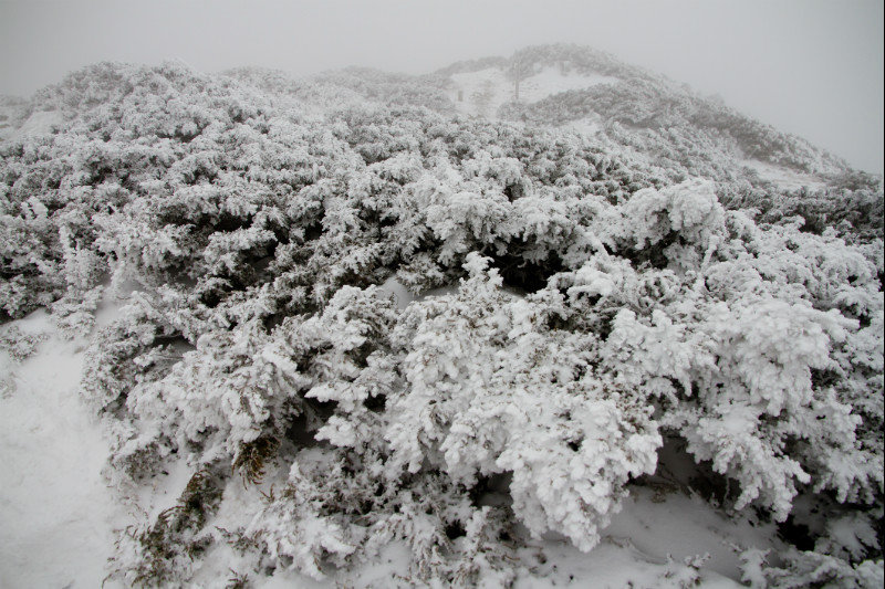 Frosty bushes near the peak