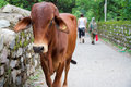 Cow on the path between riverside communities
